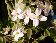 Yorkshire in Bloom